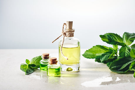 The Love Co - "How to Use Peppermint Essential Oil: A Complete Guide"