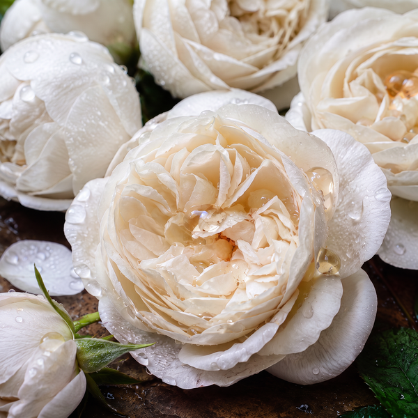 India's Fragrance Heritage: Attar, Kannauj and Mysore