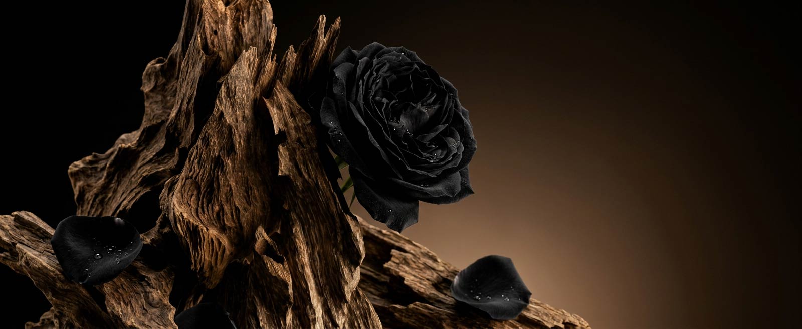 black rose oud
