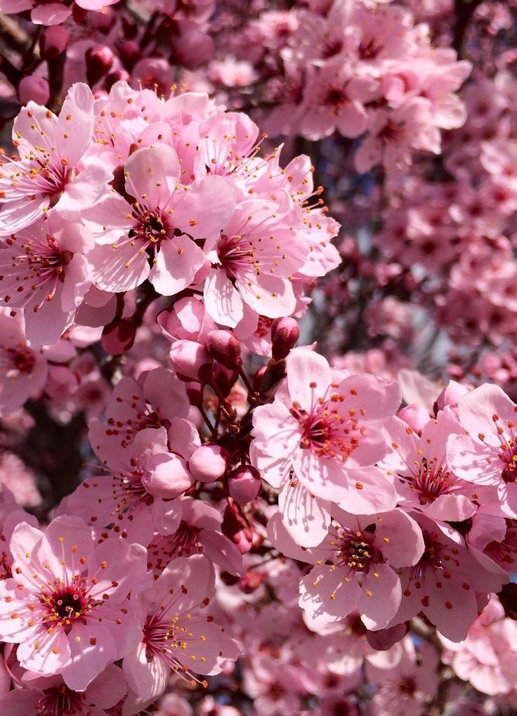 Pink Cherry Blossom Flower