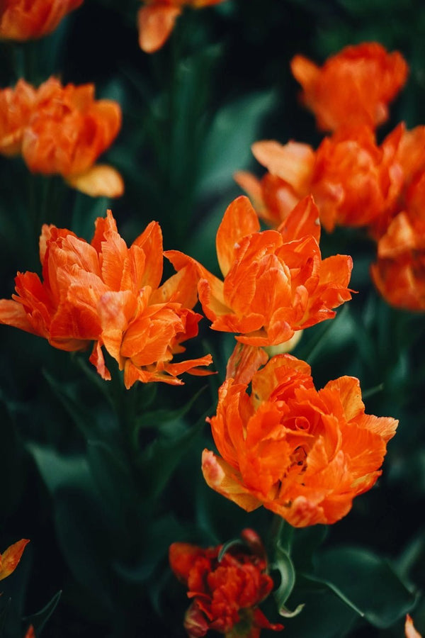 Blood Orange