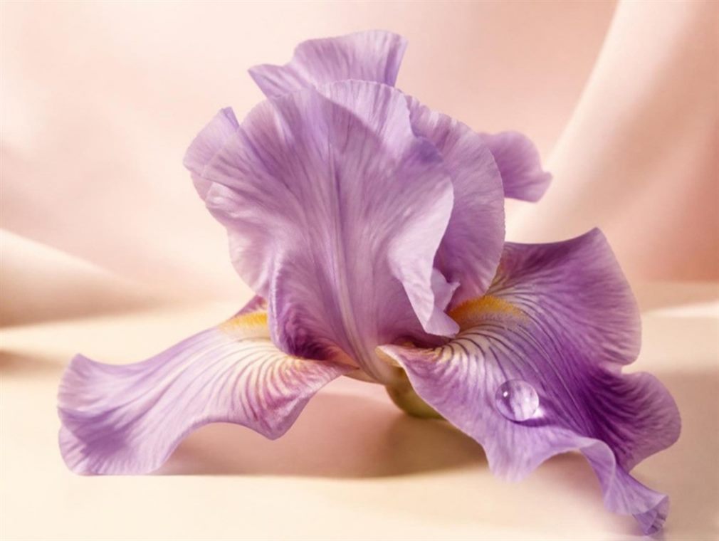 Pale violet iris flower