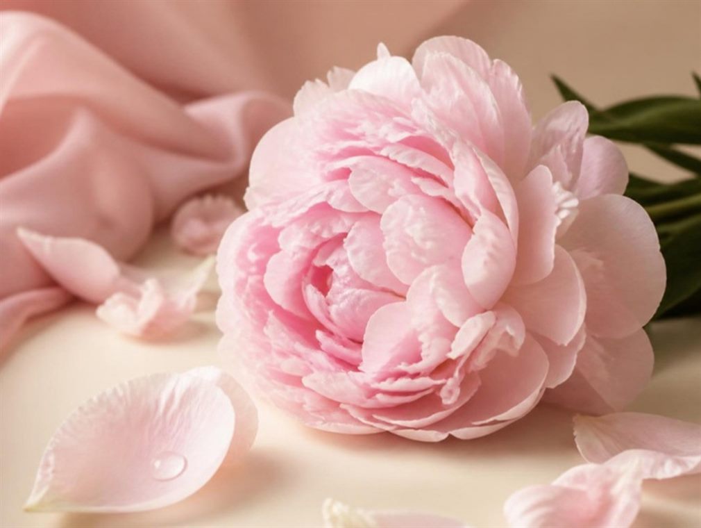 Pale pink peony bloom