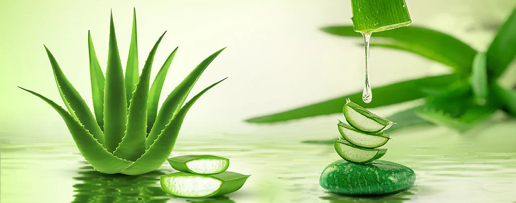 The Love Co - Discover the Power of Aloe Vera Gel for Skin Health