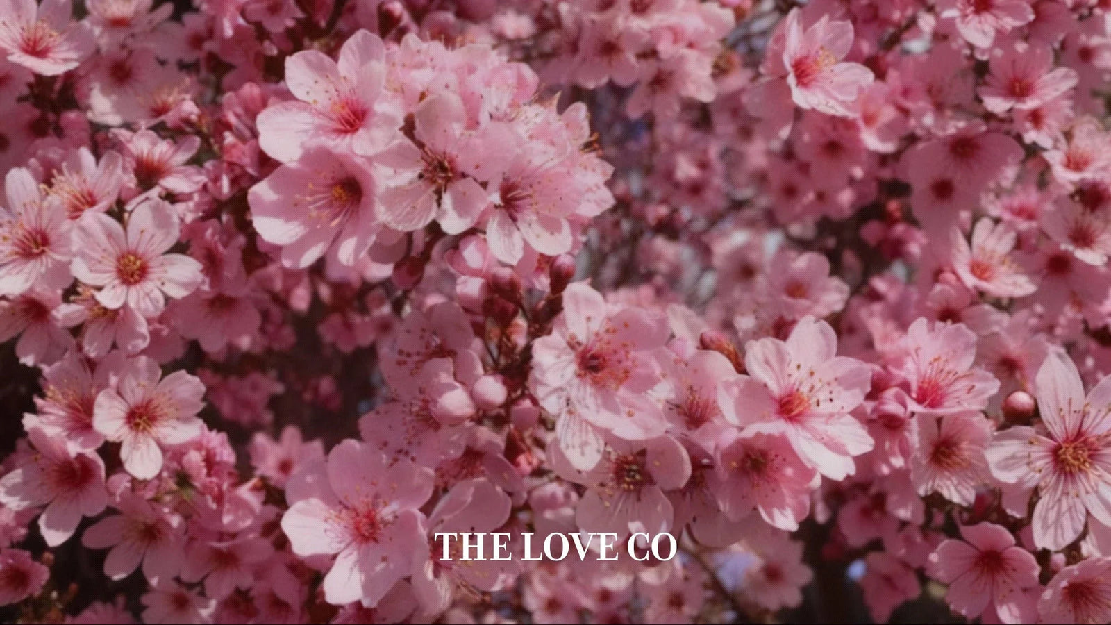 The Love Co - Bloom Every Shower: Discover The Love Co’s Top Floral Shower Gels