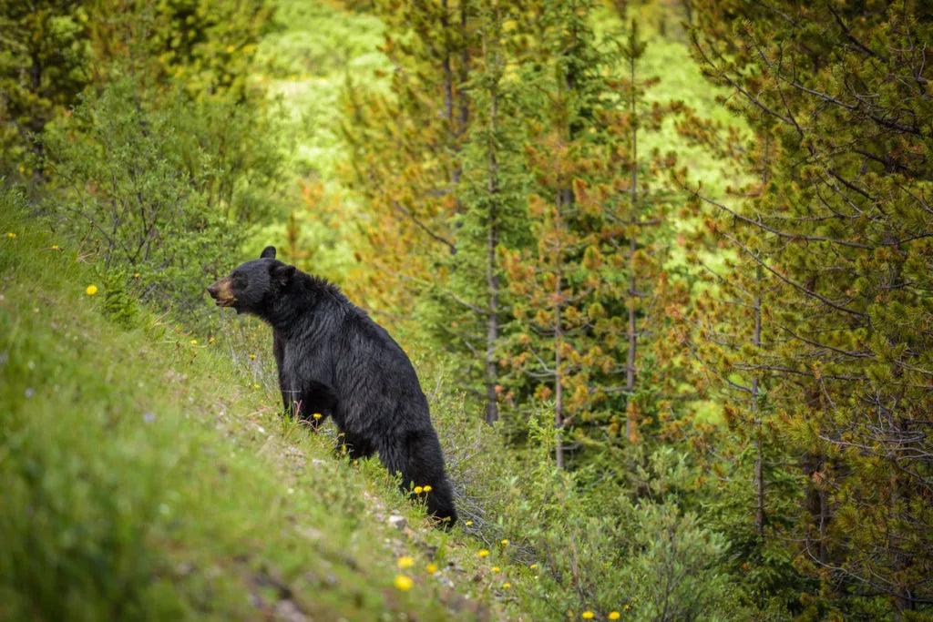 Backpacking Canada: An Adventure of a Lifetime - The Love Co