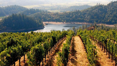 Explore Sonoma County's Wine, Cheese, and Coastal Wonders - The Love Co