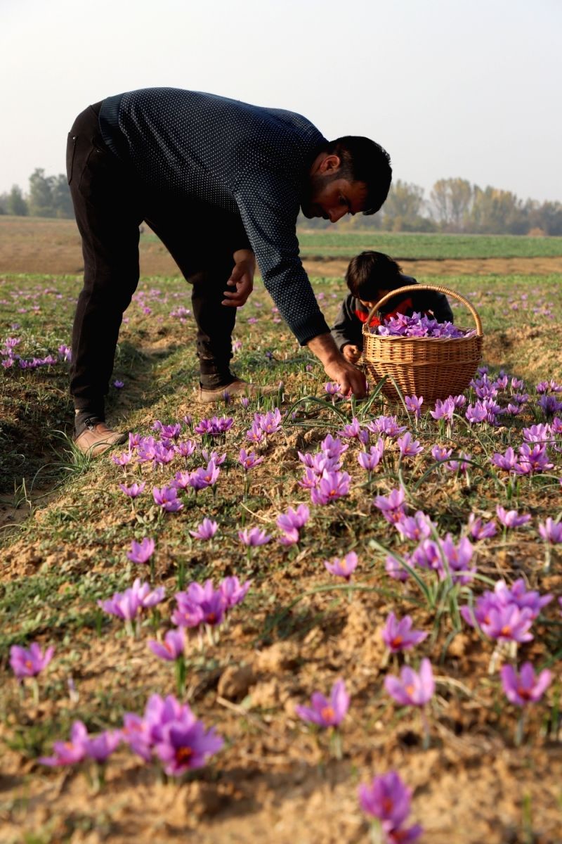 Kashmiri saffron, a top note in Fall in Love Body Mist