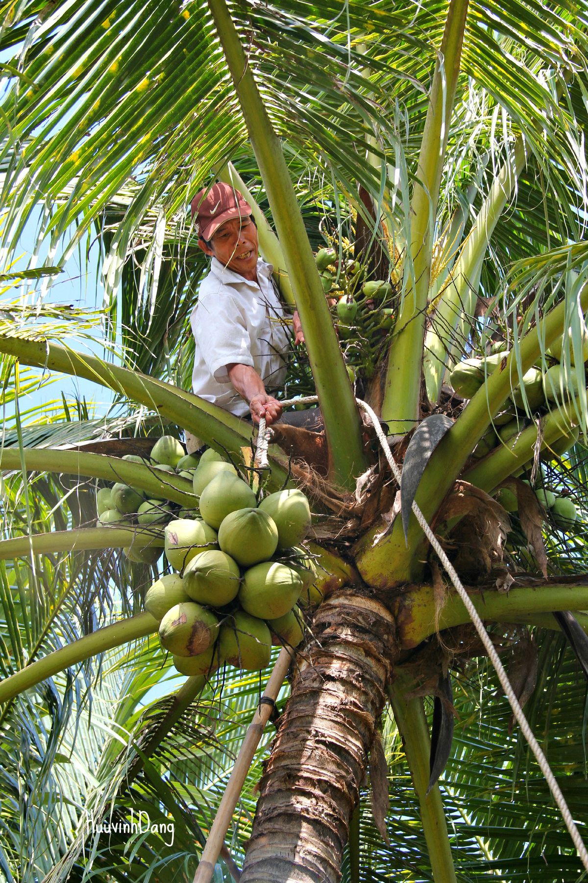 Coconut oil — the lipid layer that answers most longevity questions