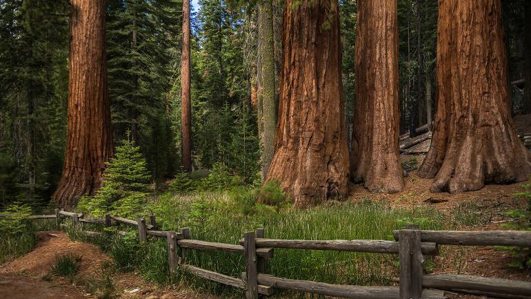 See the Giant Sequoias: Nature's Majestic Giants - The Love Co