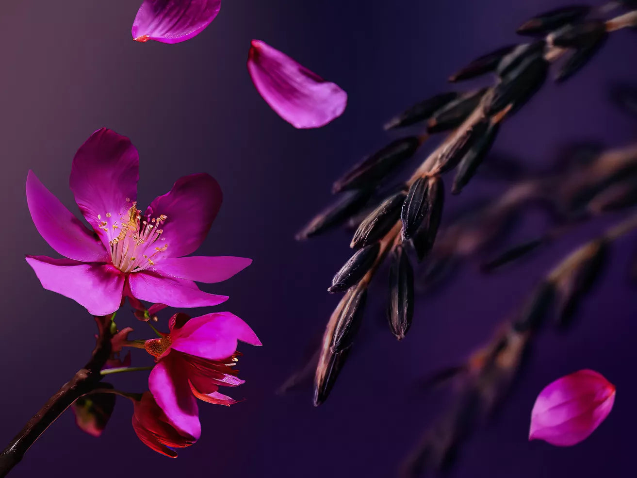twilight love