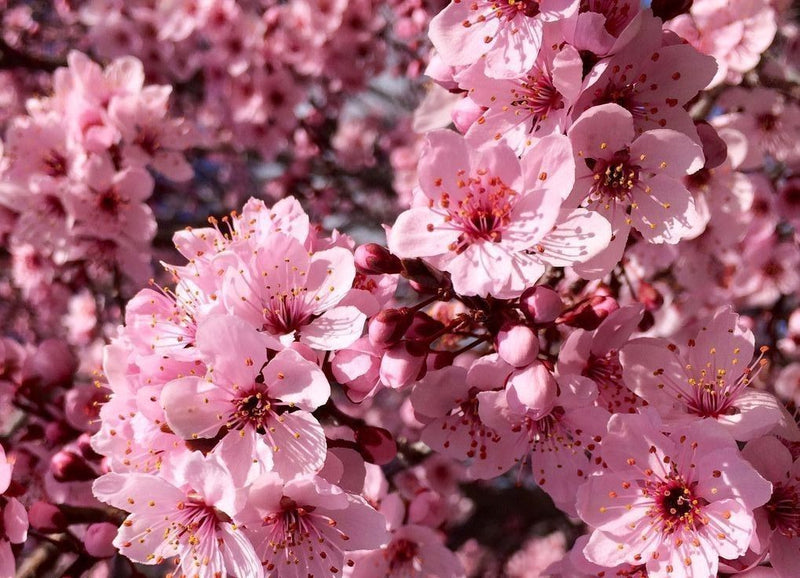 Cherry Blossom