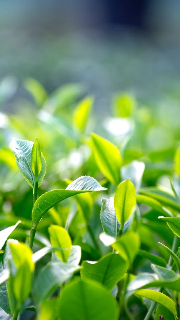 Tea Tree