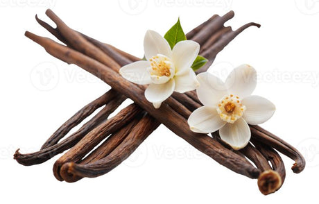 Vanilla · Amber · Soft Musk