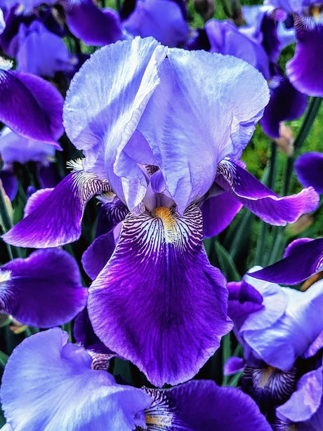 Iris · Jasmine · Peony