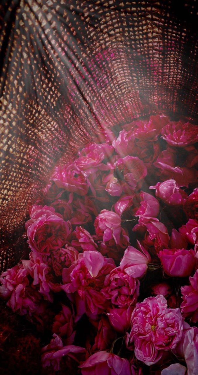 Kannauj Rose Absolute