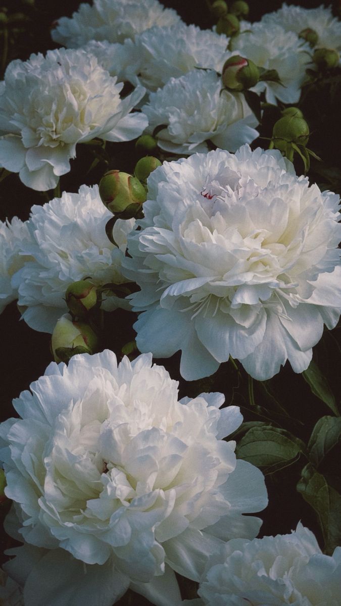 White Peony Absolute