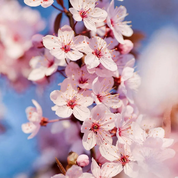 Cherry Blossom