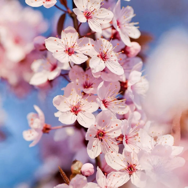 Cherry Blossom