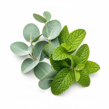 Eucalyptus · Spearmint