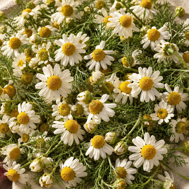 Chamomile extract