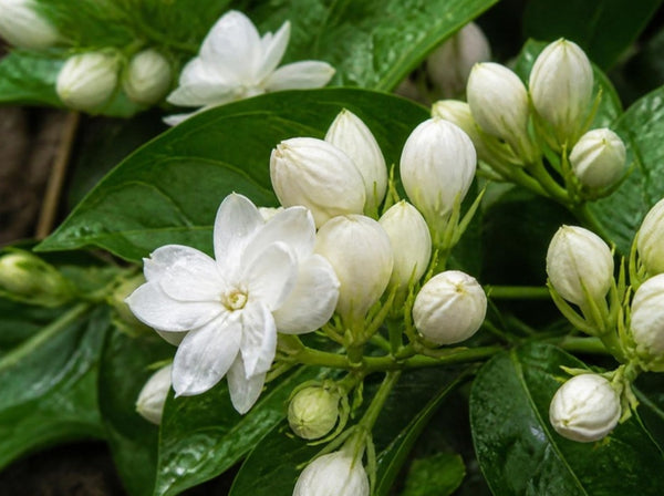 Self-Love Gifts: Treat Yourself to a Fragrance Ritual