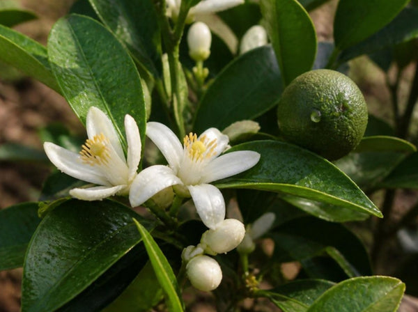 Cruelty-Free, Vegan and Clean Body Care in India: What These Labels Actually Mean