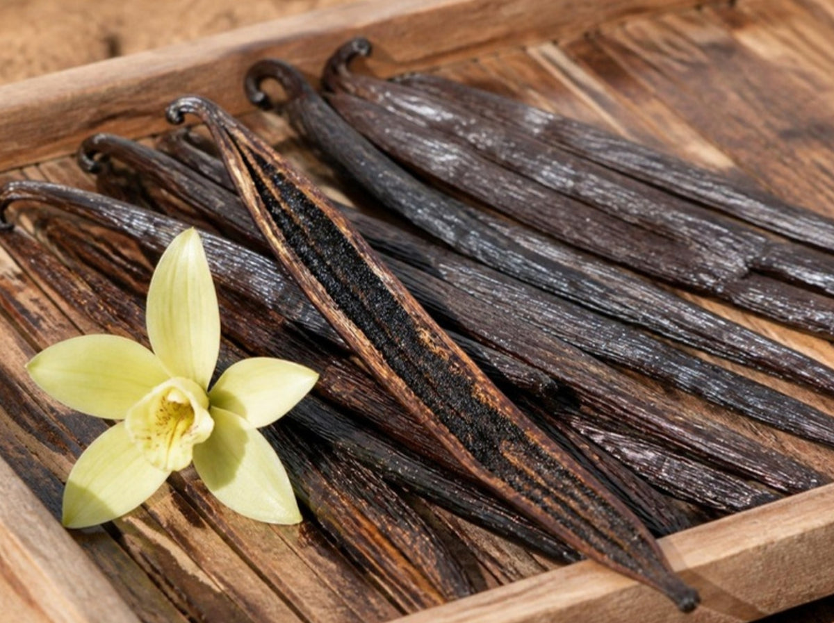 Journal cover: dark cured vanilla pods