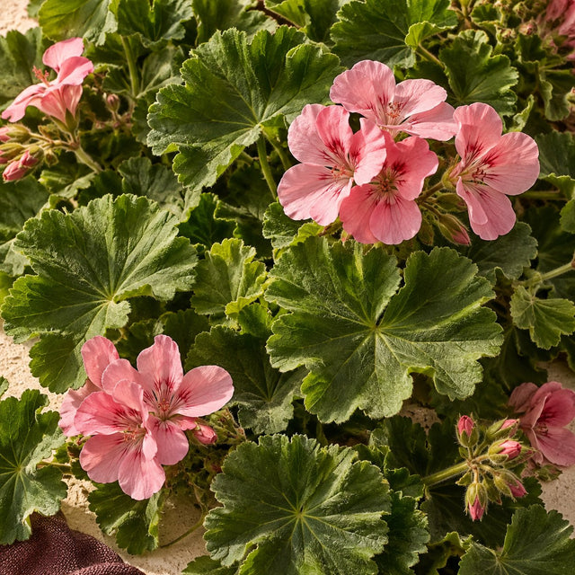 Geranium