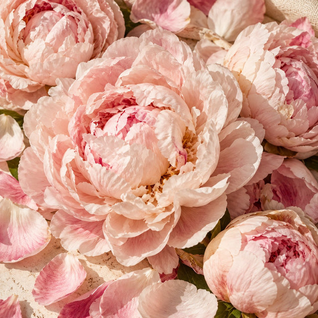 Peony