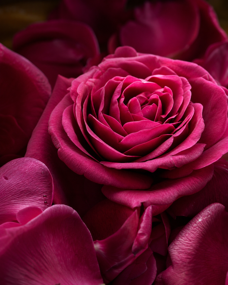 Rose Petals