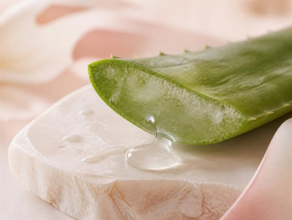 Aloe vera leaf with fresh gel